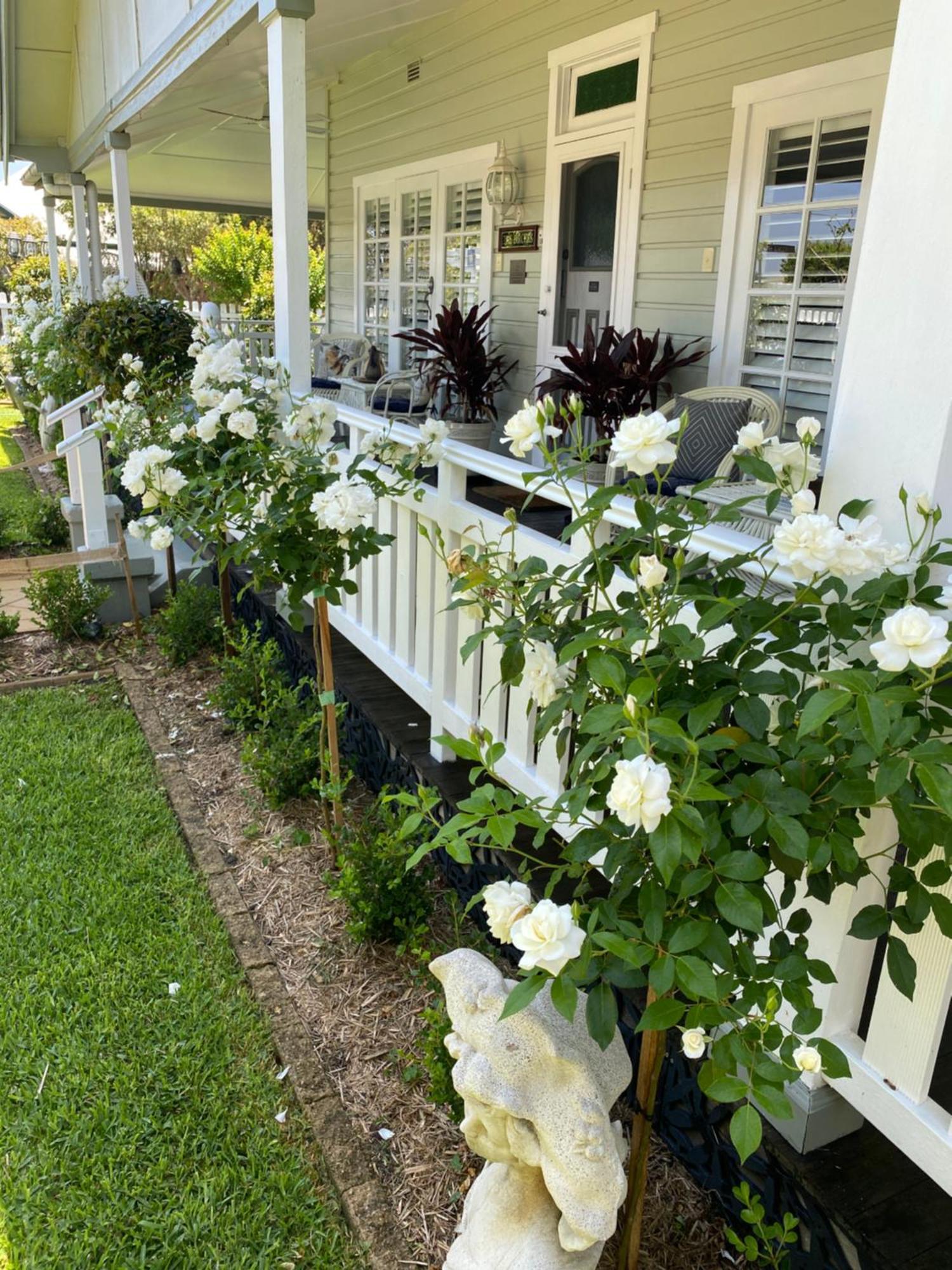 Birches B&B Taree Extérieur photo